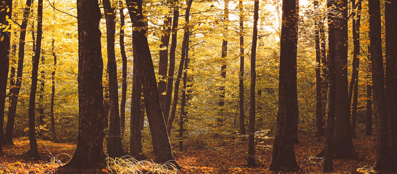 Forest trees in autumn